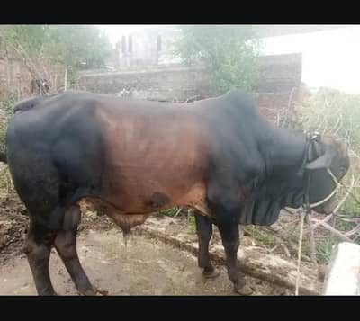 Healthy 3-Year-Old Bull