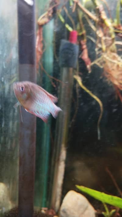 dwarf gourami pair