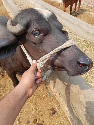 Qurbani animal for sale