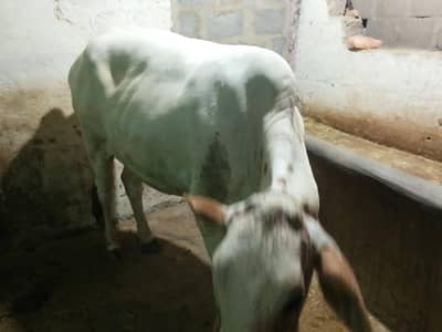 bachiya for sale