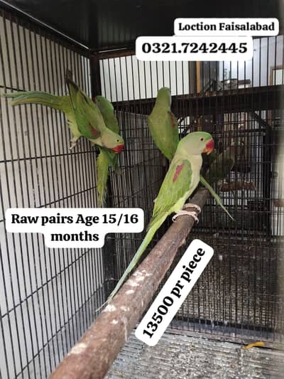 Pure Raw 2 pairs