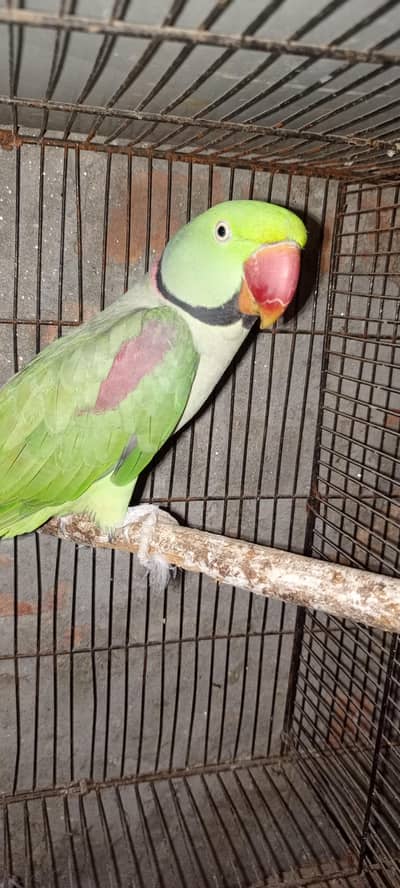 Raw Breeder Male
