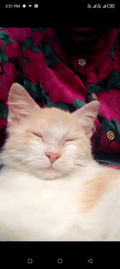cat for sale