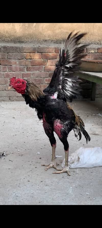 Veit x Pakistani Aseel patha For sale