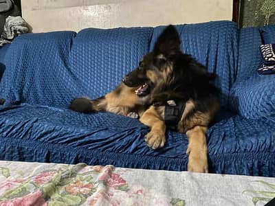 contact 03-17-77-42-479 All breads puppy avalilable