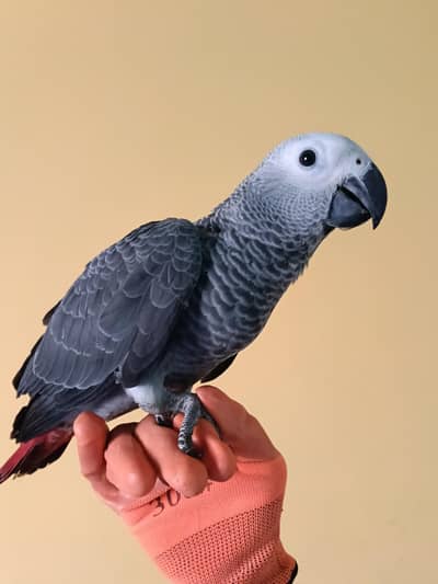 2 African Gray 1 Time Feed Chicks