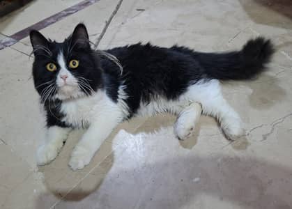 Persian kitten triple coated trained cat vaccine done
