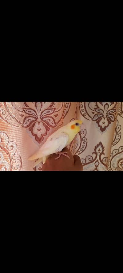 cocktail bird and palefallow