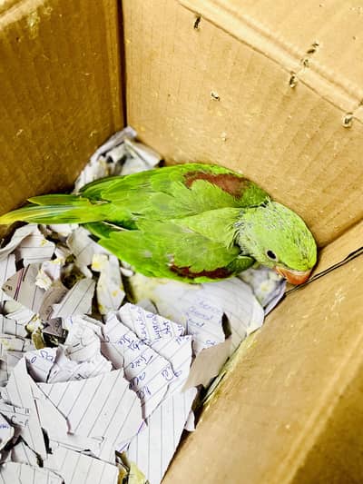 Raw parrot