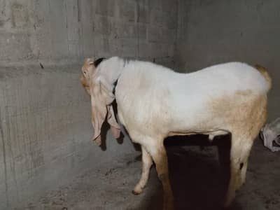 Gulabi Bakra breaded