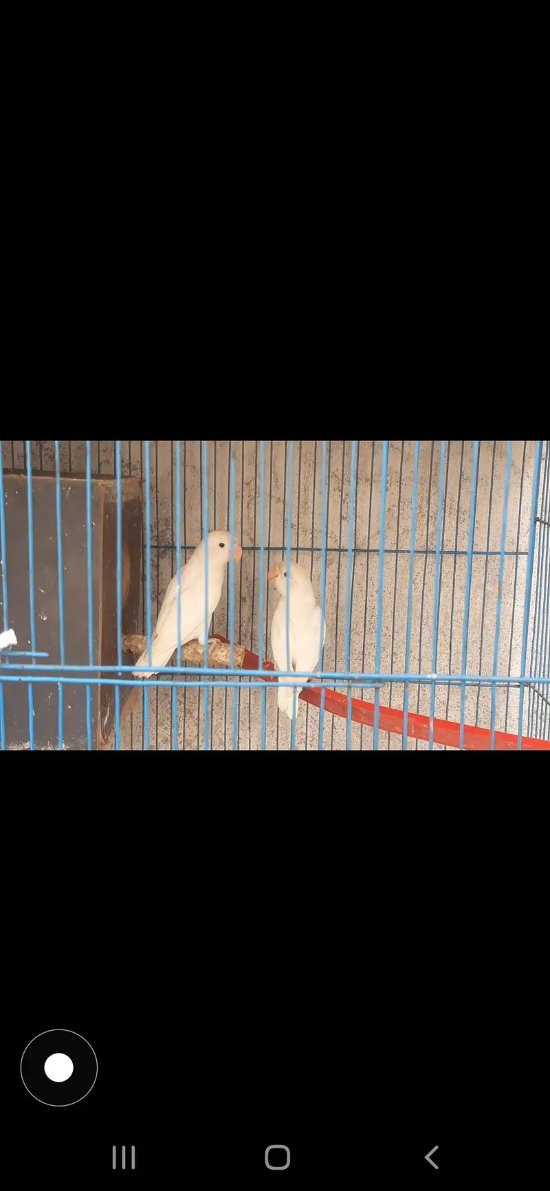 parrot