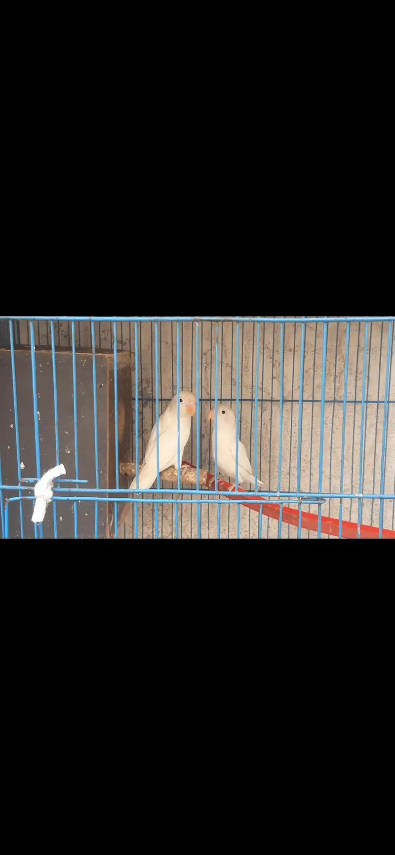 parrot — photo 2
