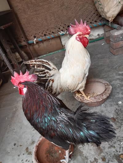 1750×2=3500 . total 2 murge . watsap contact number 03330031118.