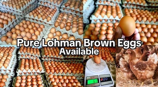 Pure Lohman Brown Fresh Eggs |Best Quality | Direct Farm Supply
