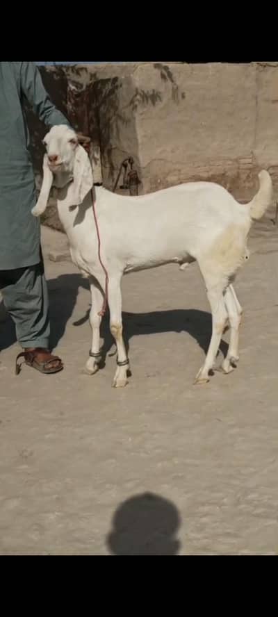 qorbani k liya