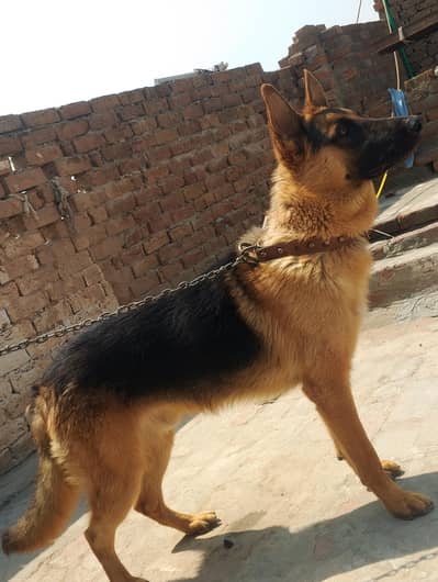 german shepherd