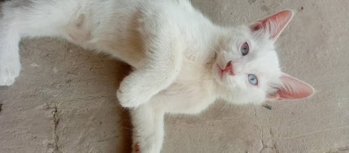 Persian cat for sale