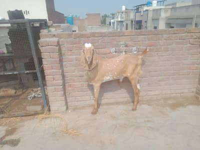 Desi Bakra 2 dant  2026 Ki Qurbani ke liye Nmber 03126031258