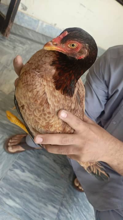 Top Quality Aseel Murgi for Sale With 4 Chicks