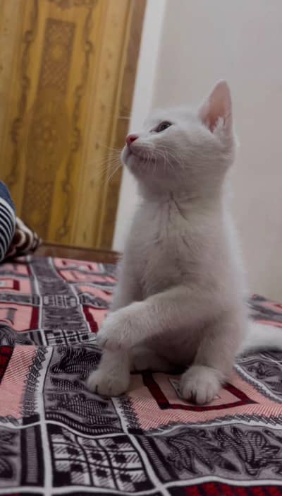 Persian cat