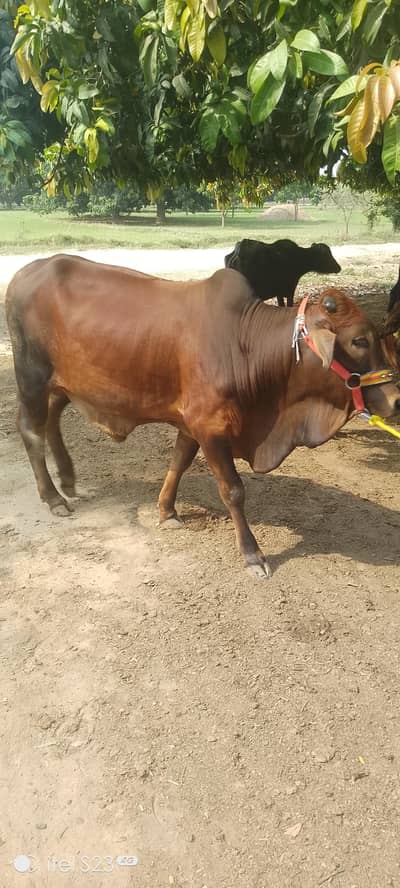2 dant Qurbani k Lea