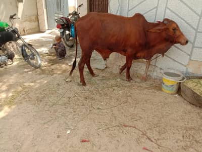 qurbani for sale  munasib paiso ma