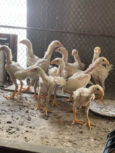 Shamoo chicks pure breed pair b available ha pair price 14000