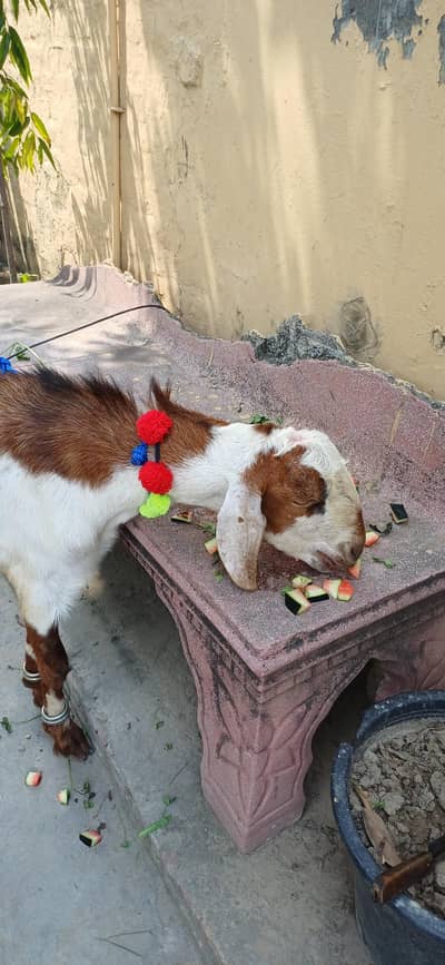 Donda bakra Desi