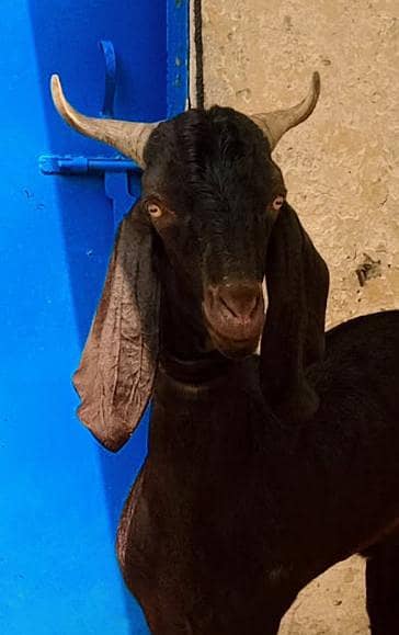 Doda bakra | sheep | Goat | Qurbani 2026 | mundra | chatra