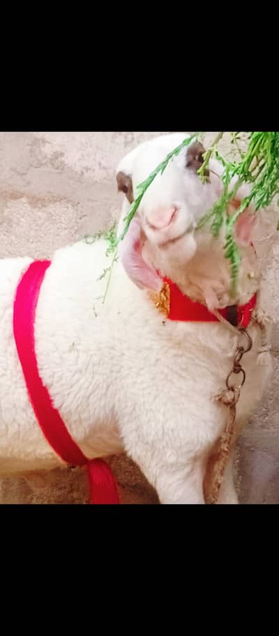 2 dant 3 dumbe sheep
