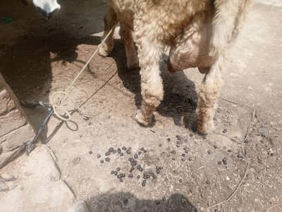 FOR SALE CHEEP KAJLI AND BAKRI