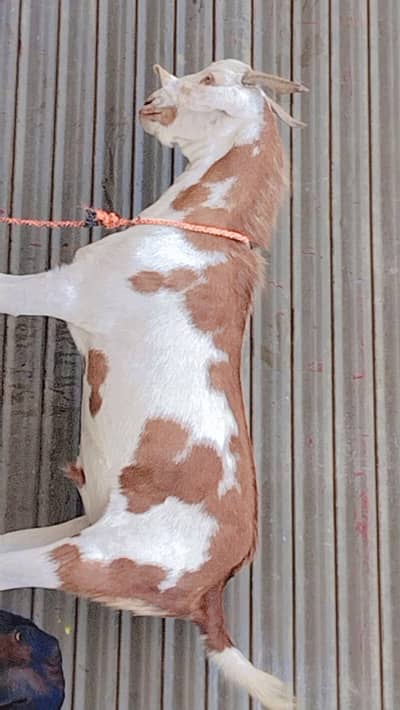 White Brown Desi Bakra For sale Qurbani KY liye Mery pas Bakry h