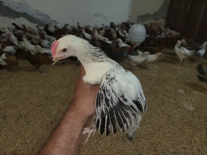 Golden Misri Hens |Golden Misri Chicks | Eggs| Birds | Meat — photo 2