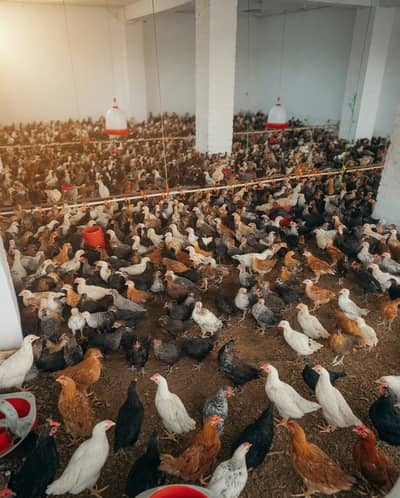Golden Misri Hens |Golden Misri Chicks | Eggs| Birds | Meat