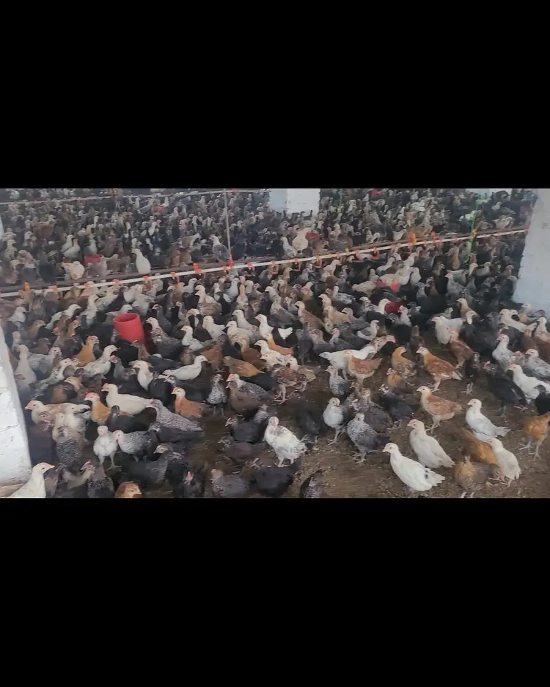 Golden Misri Hens |Golden Misri Chicks | Eggs| Birds | Meat — photo 5