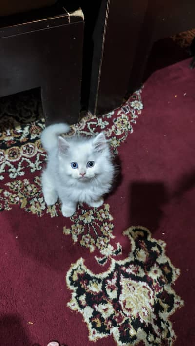 Blue Eyes Kitten