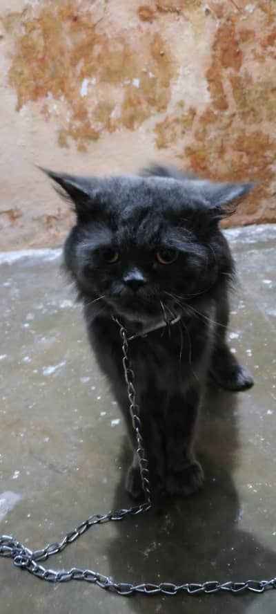 persion cats for sale