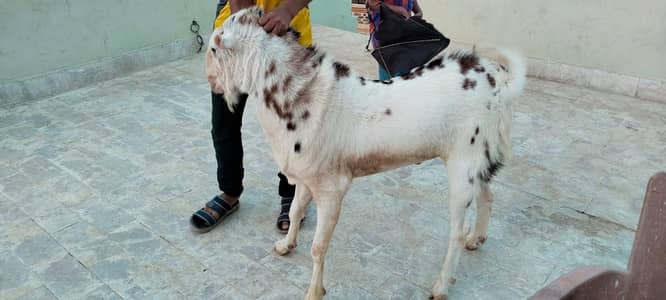 Bakre Sale