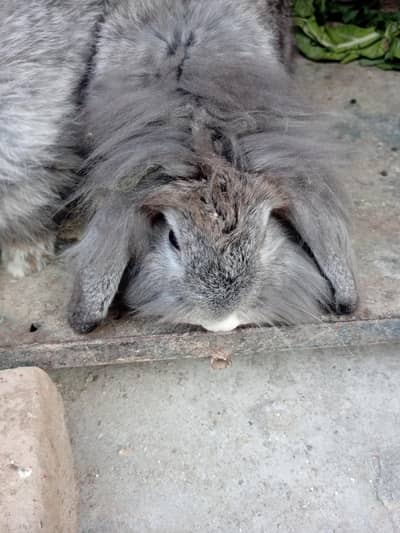 Holland Lop