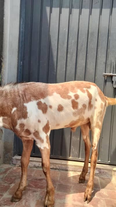 Bakra for sale