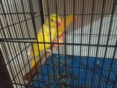 yellow parrots