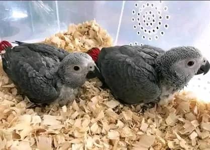 African grey parrot chicks for sale 03215248765