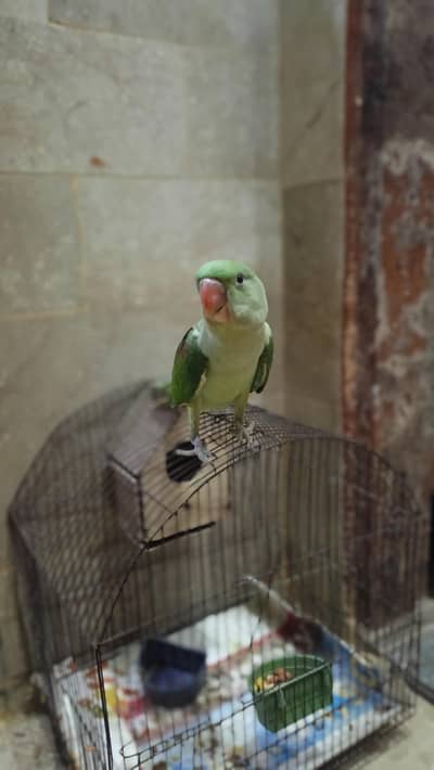 Kashmiri parrot