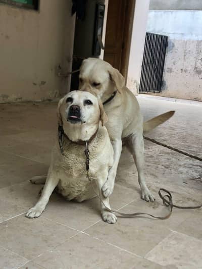 Labrador
