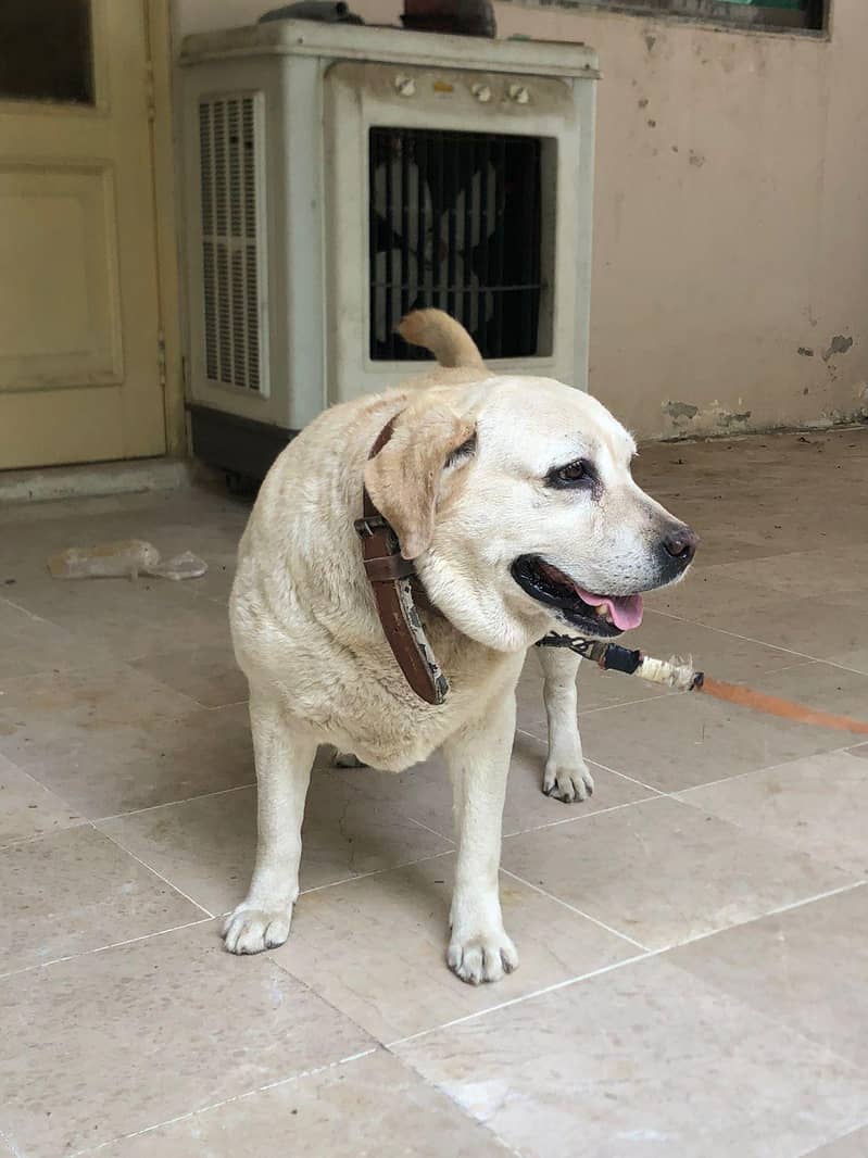 Labrador 03235787273 1