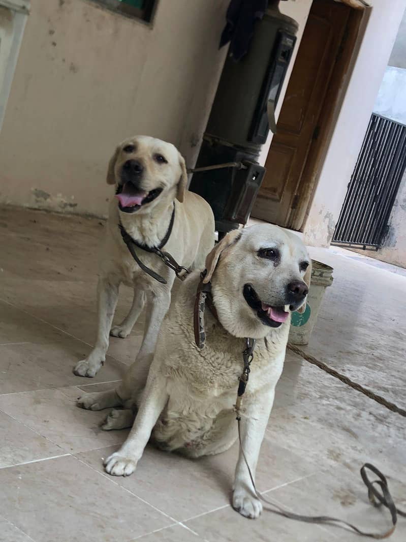 Labrador 03235787273 2