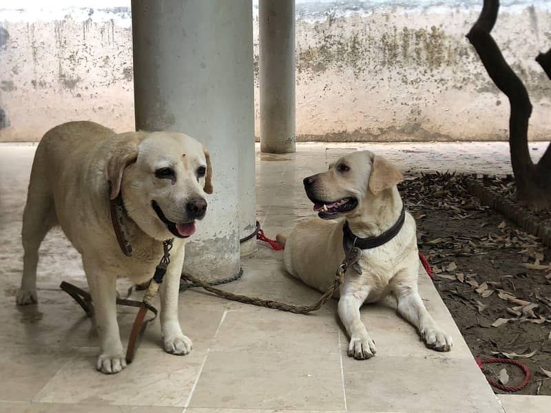 Labrador 03235787273 4