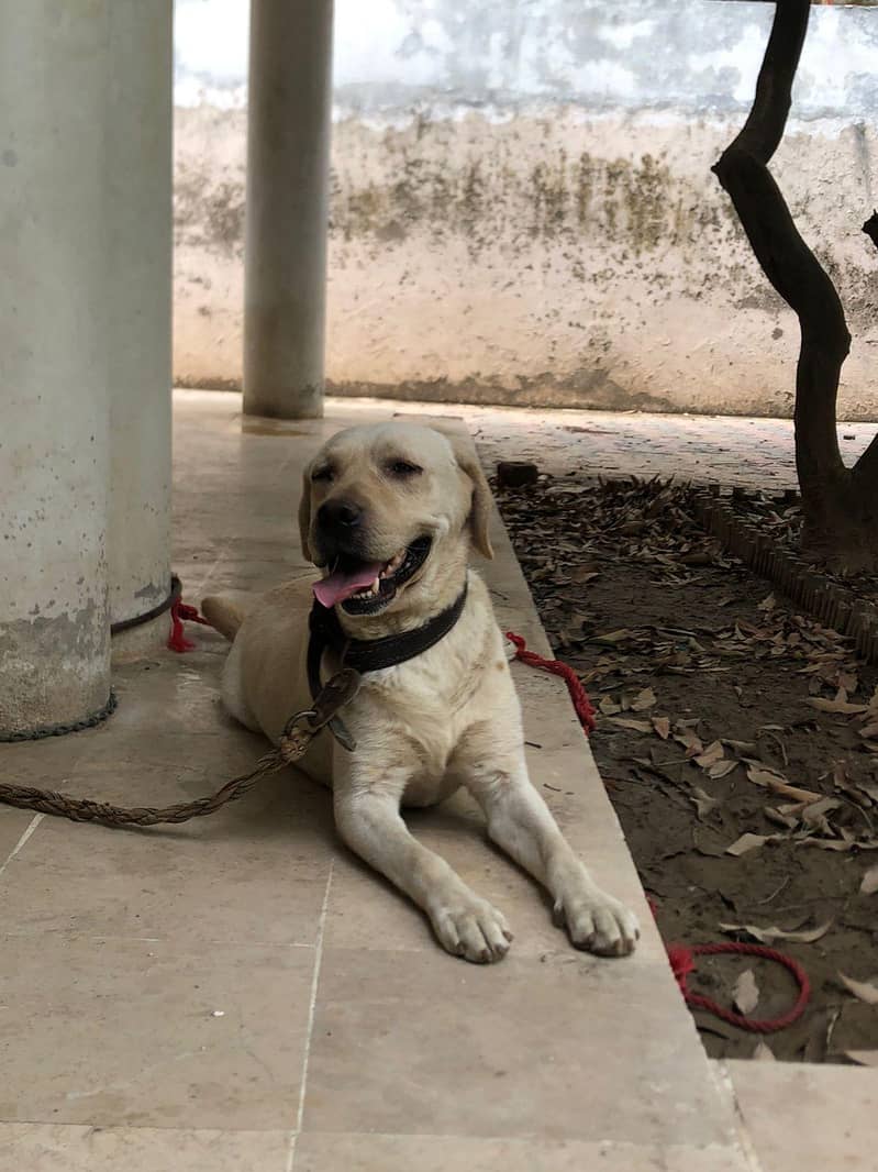 Labrador 03235787273 5