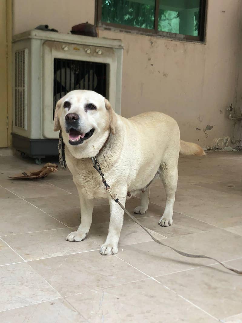 Labrador 03235787273 6