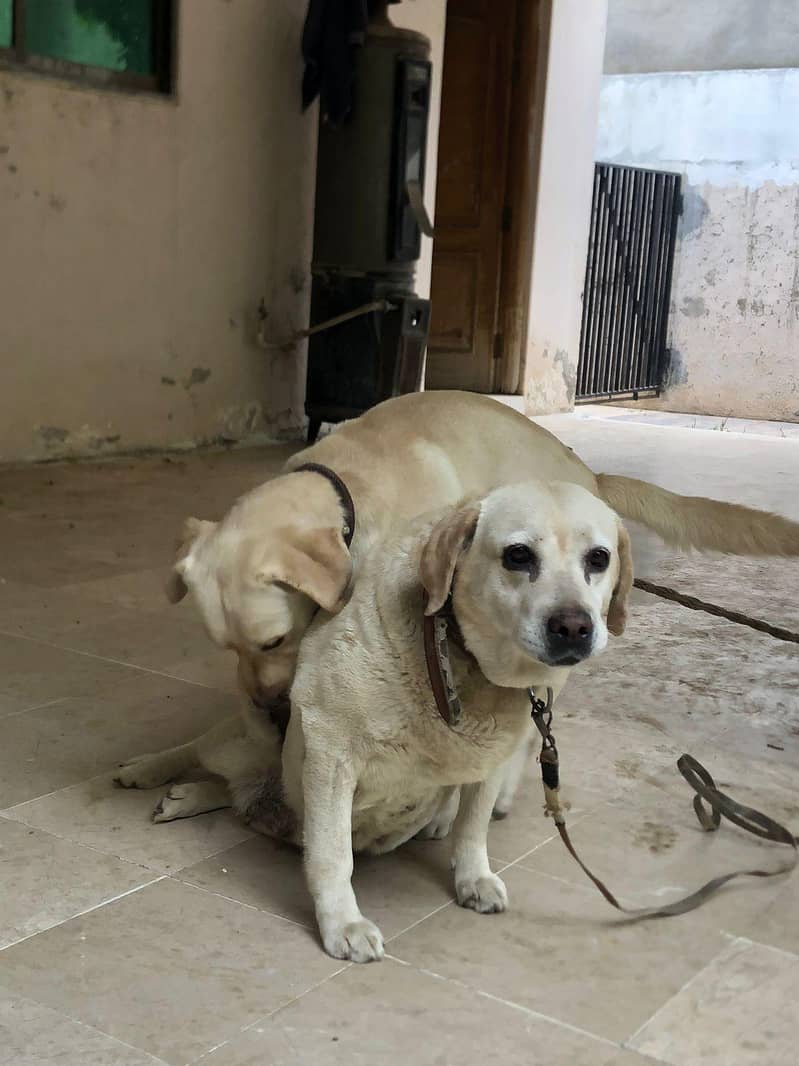 Labrador 03235787273 7